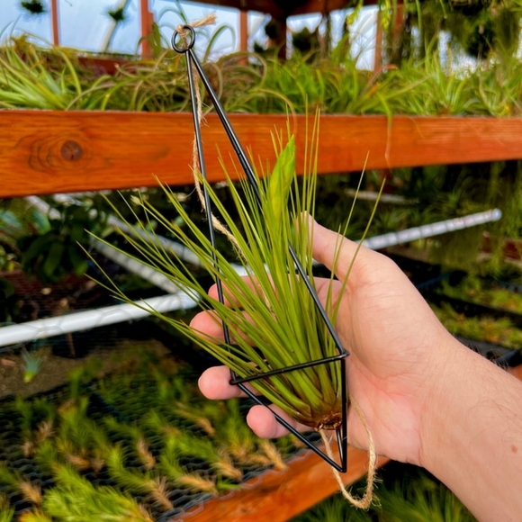 One Ex Large Brass Hanging Air Plant🌾 Holder 10"X 3" - Picture 4 of 7